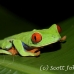 frog_tree_redeyed_tar_h_0590_cos0920.jpg